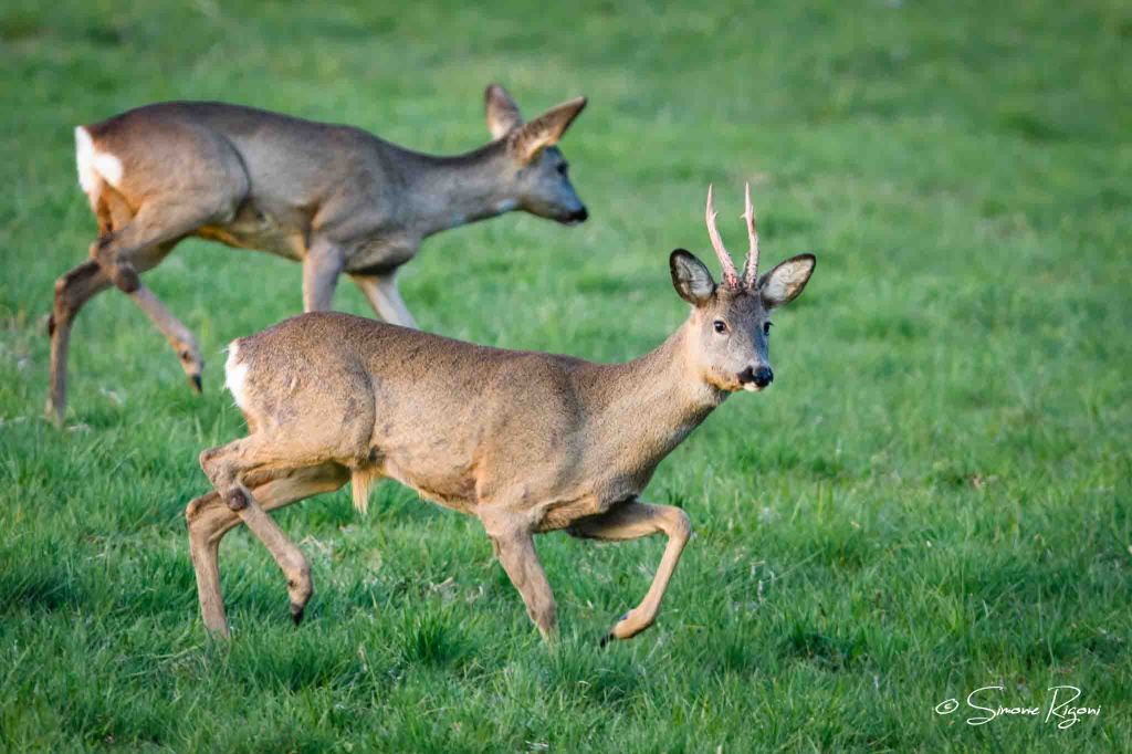 SIM_2429 Maschio e femmina di Capriolo