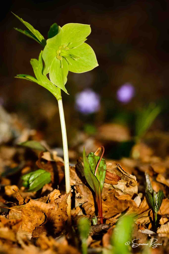 SIM_2601 Elleboro verde