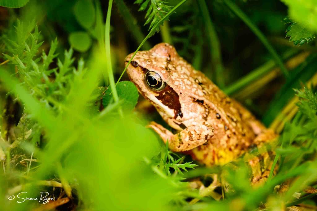SIM_2971 Rana temporaria