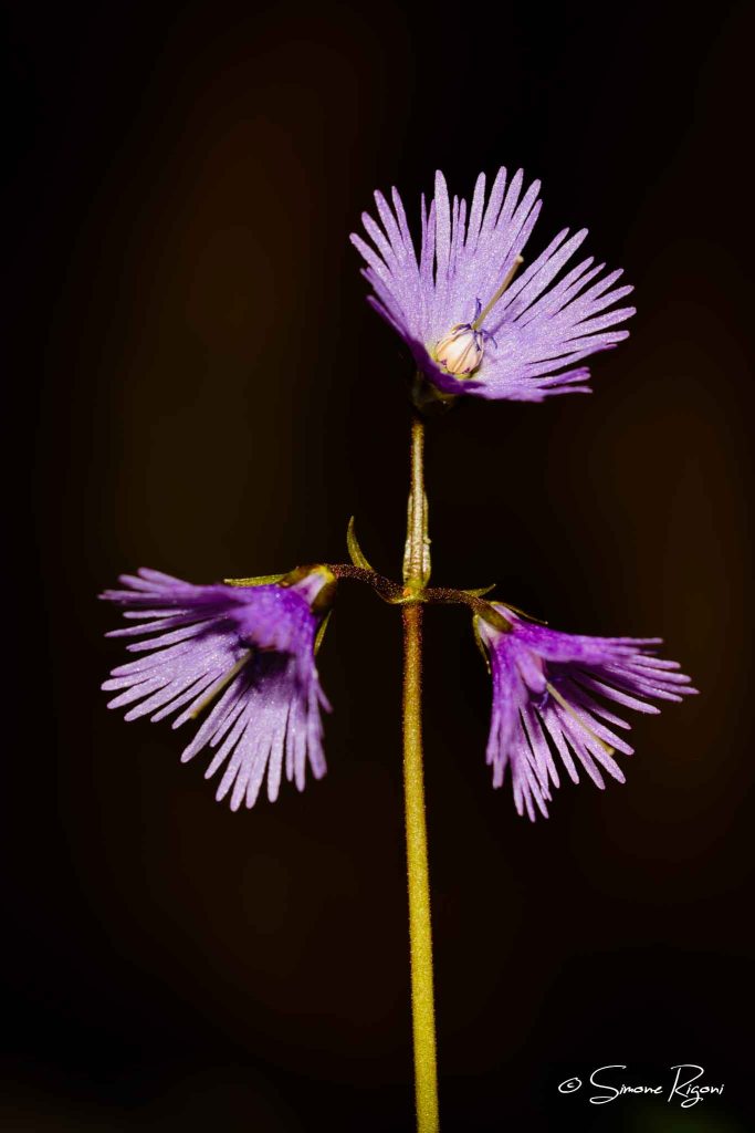 SIM_3190 Soldanella alpina