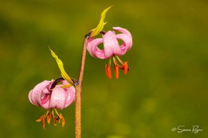 SIM_3296 Giglio martagone