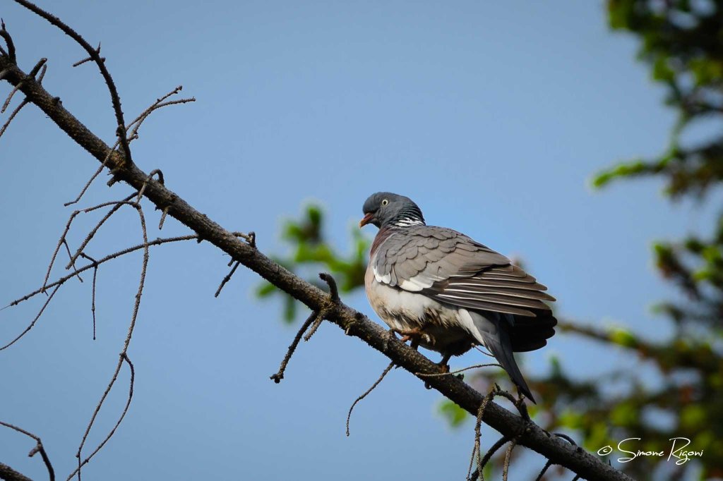 SIM_3497 Colombaccio