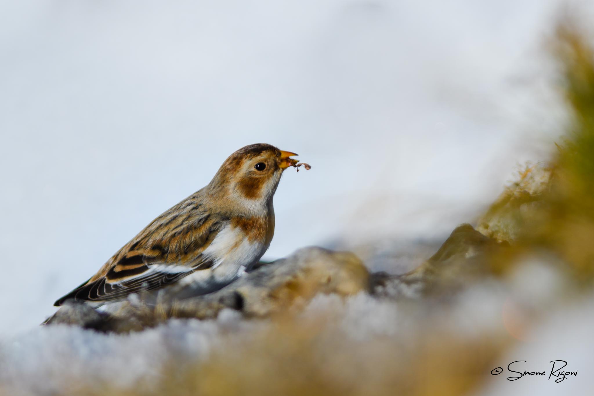 SIM_3641 Zigolo delle nevi