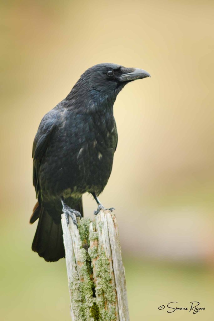 SIM_3738 Cornacchia nera