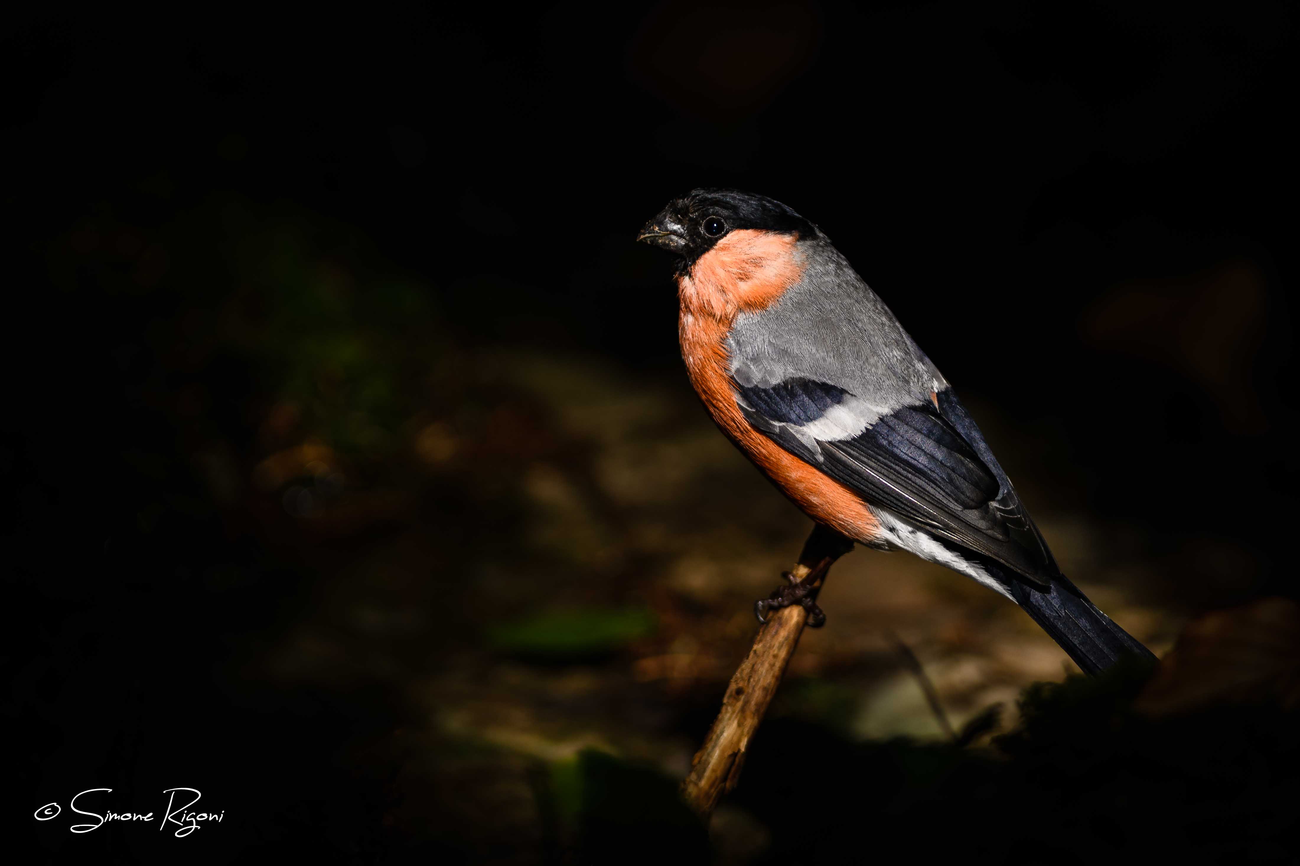 SIM_4869 Ciuffolotto