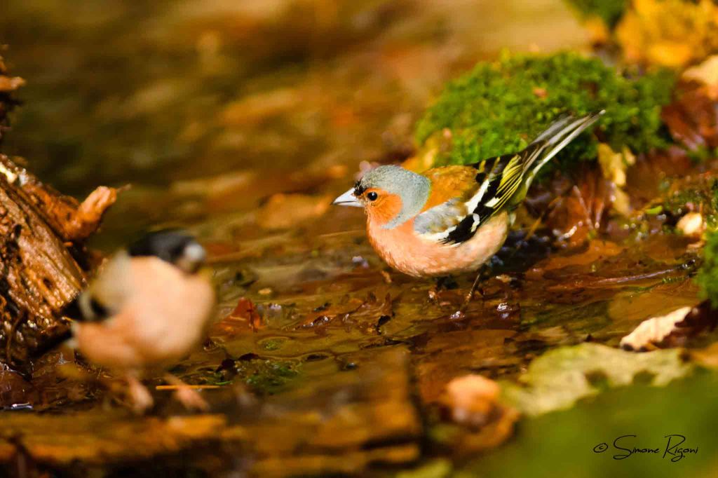 SIM_5054 Fringuello e femmina di Ciuffolotto