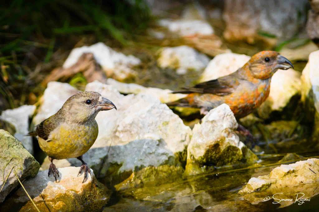 SIM_5105 Coppia di Crocieri