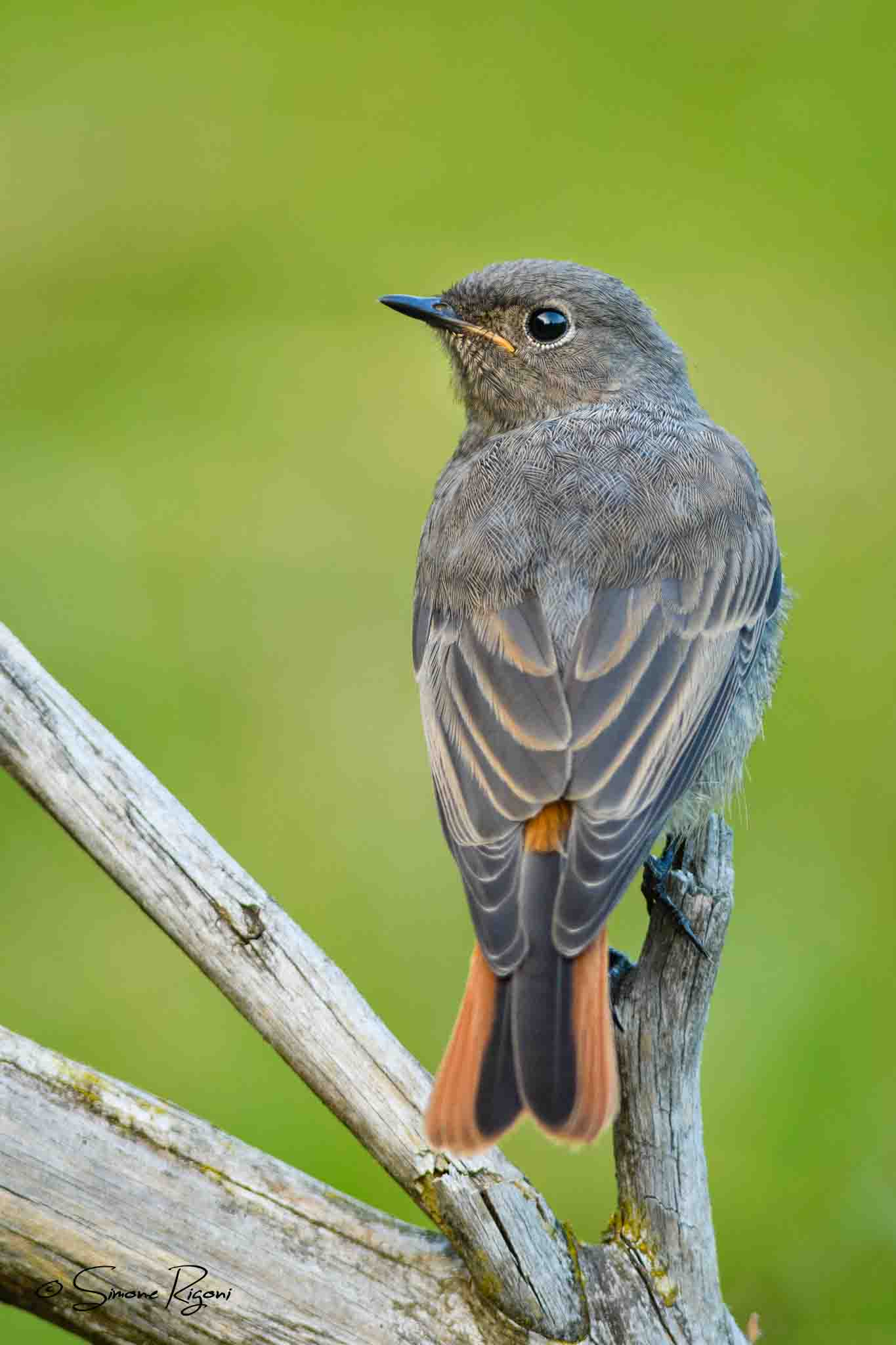 SIM_5271 Giovane di Codirosso