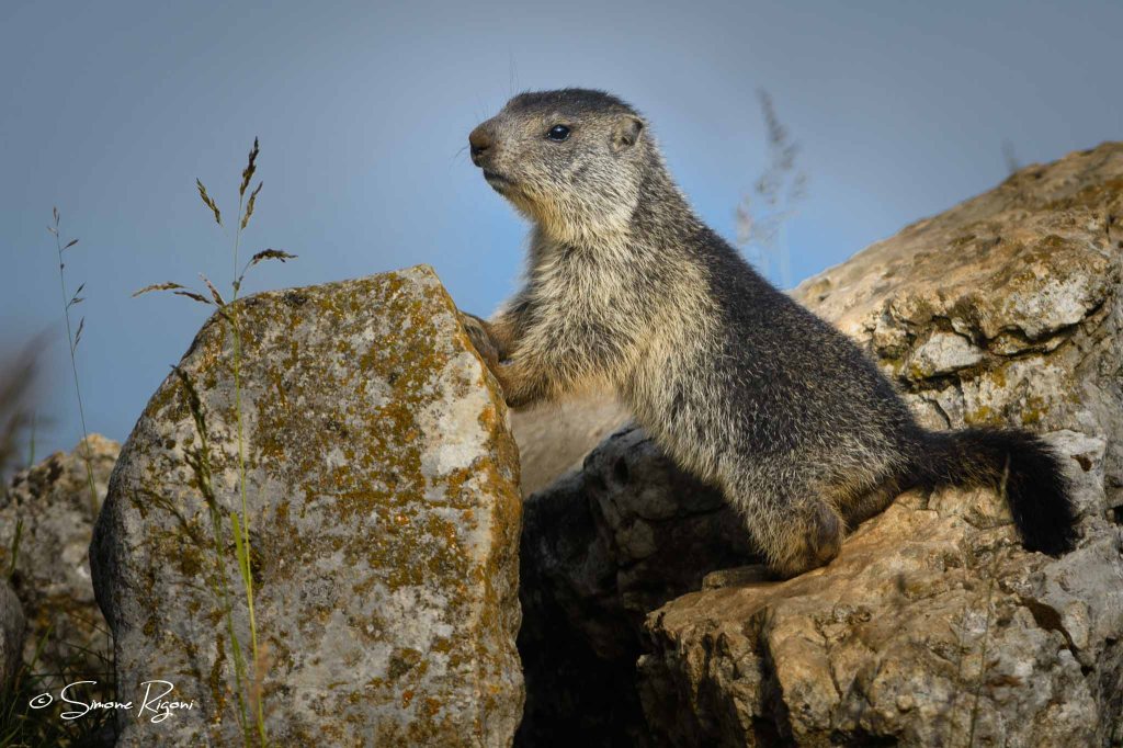 SIM_5746 Piccolo di marmotta
