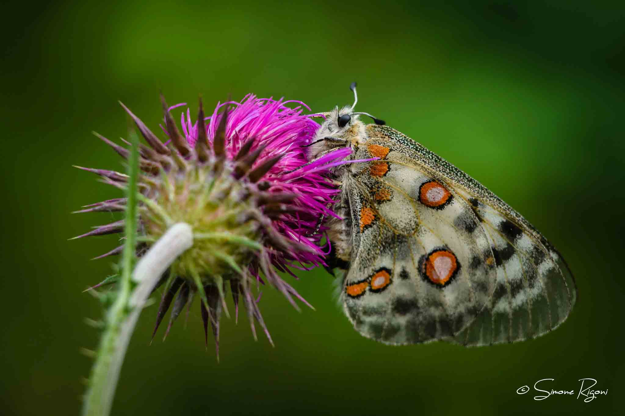 SIM_6499 Parnassius Apollo