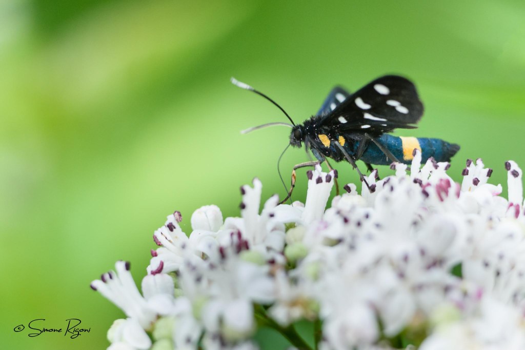 SIM_6506 Amata phegea