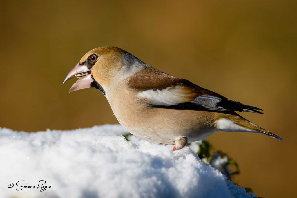 SIM_6622 Femmina di Frosone