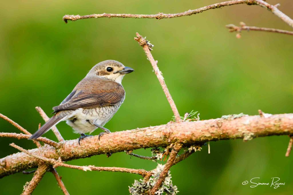 SIM_7631 Femmina di Averla piccola
