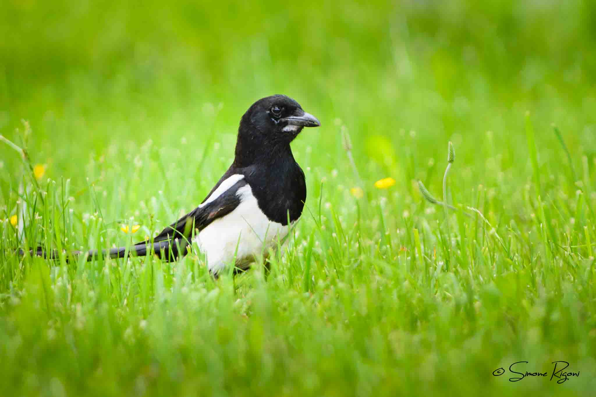 SIM_7771 Gazza ladra