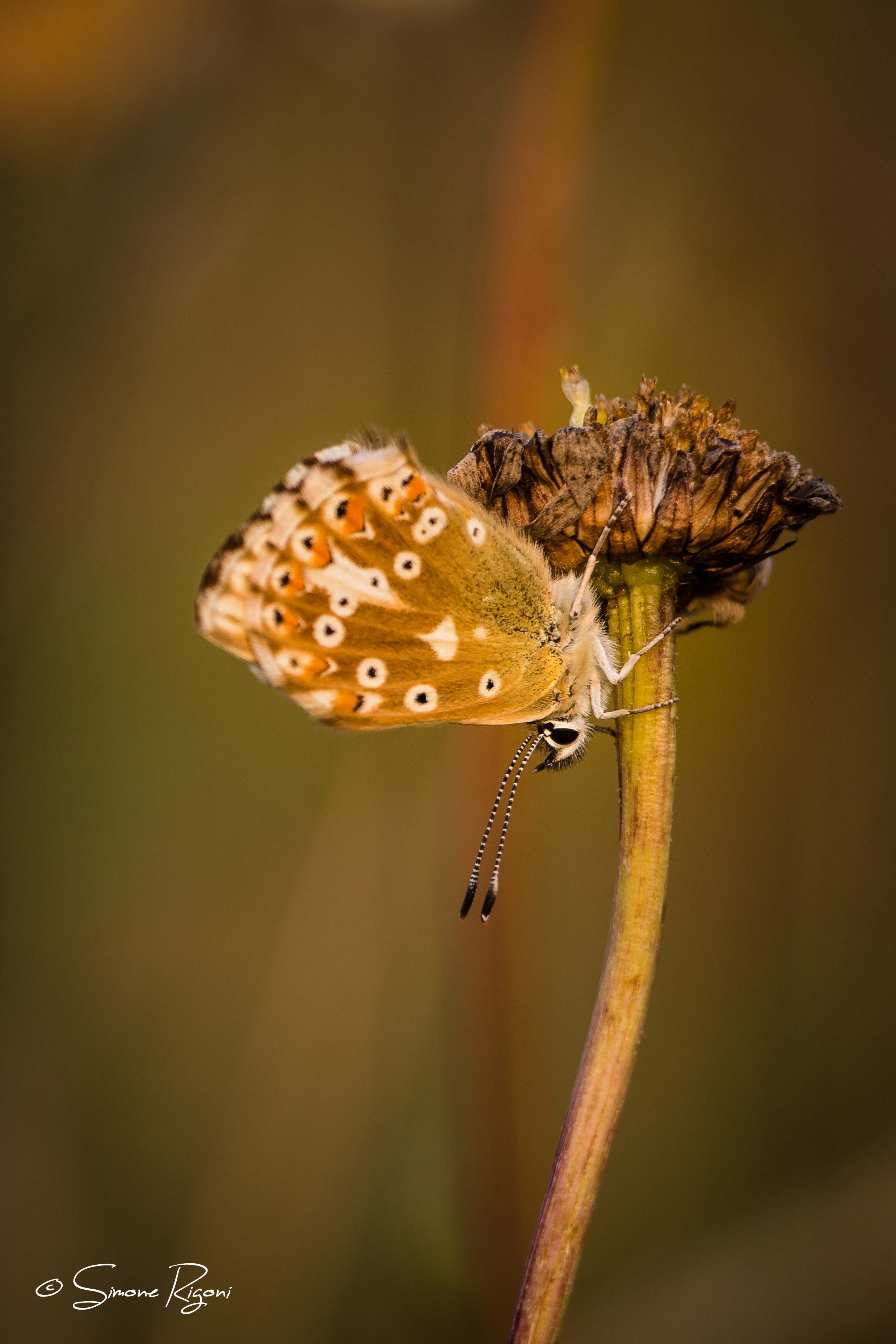 SIM_9966 Polyommatus albicans